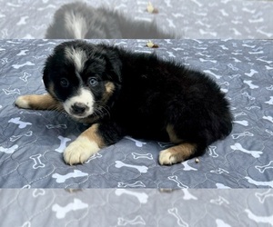 Medium Australian Shepherd