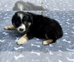 Puppy Girl 4 Australian Shepherd