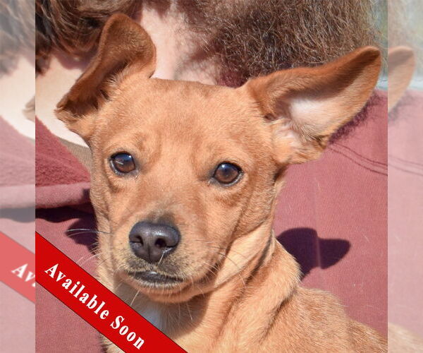 Medium Photo #1 Chihuahua Puppy For Sale in Huntley, IL, USA