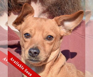 Chihuahua Dogs for adoption in Huntley, IL, USA