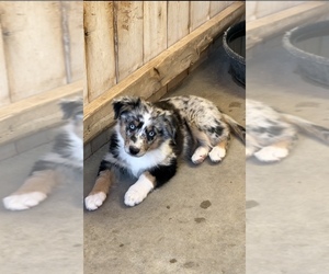 Miniature Australian Shepherd Litter for sale in SANDY VALLEY, NV, USA