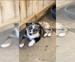 Image preview for Ad Listing. Nickname: Litter of 5
