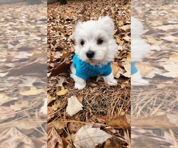 Medium Photo #3 Maltese Puppy For Sale in CHESAPEAKE, VA, USA