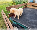Small #3 Golden Retriever