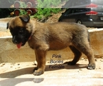 Puppy Pink Bones Belgian Malinois