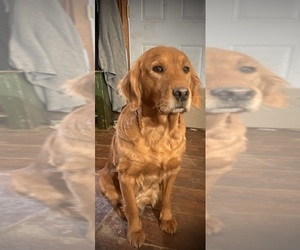 Mother of the Golden Labrador puppies born on 07/14/2025