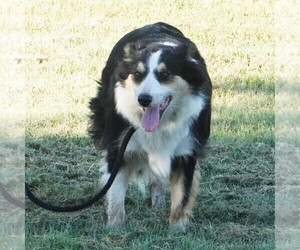 Border Collie Dog for Adoption in DOUGLASS, Kansas USA