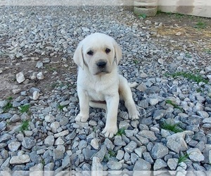 Labrador Retriever Puppy for sale in MC MINNVILLE, TN, USA