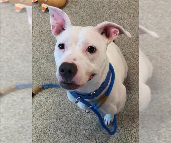 Medium Photo #1 Mutt Puppy For Sale in Saginaw, MI, USA