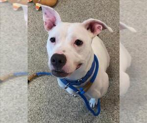 Mutt Dogs for adoption in Saginaw, MI, USA