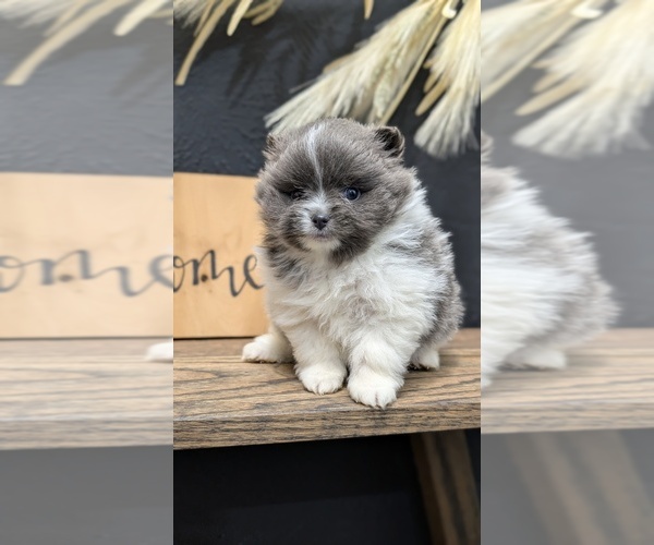 Medium Photo #11 Pomeranian Puppy For Sale in GOSHEN, IN, USA