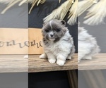Small Photo #23 Pomeranian Puppy For Sale in GOSHEN, IN, USA
