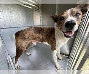Labrador Retriever-Unknown Mix Dogs for adoption in Waco, TX, USA