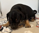 Small Photo #3 Carlin Pinscher Puppy For Sale in COBB, WI, USA