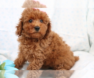Poodle (Miniature) Puppy for sale in SHILOH, OH, USA