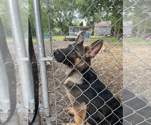 German Shepherd Dog-Unknown Mix Puppy for sale in SEGUIN, TX, USA