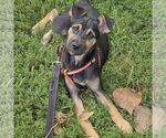 Small #4 Mutt
