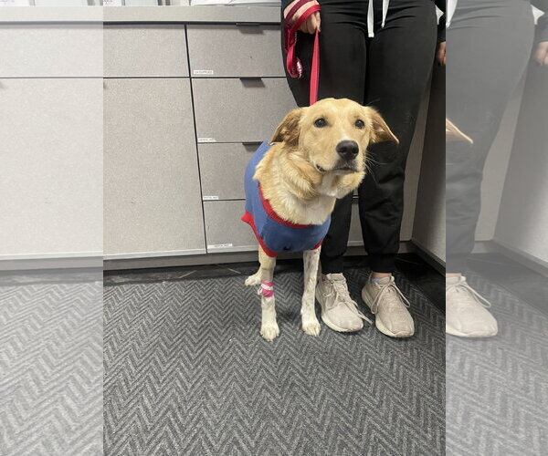 Medium Photo #8 Golden Retriever-Unknown Mix Puppy For Sale in Fort Worth, TX, USA