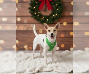 Alvin - Male Jack Russell Terrier Dog for Adoption - Photo #2