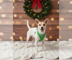 Small Photo #2 Jack Russell Terrier Puppy For Sale in Sanderson, FL, USA