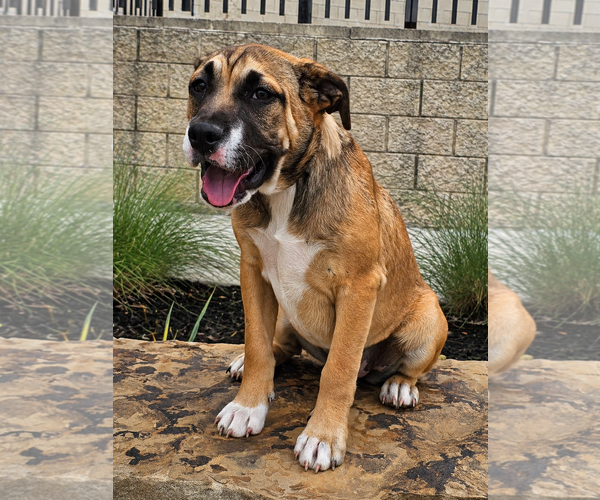 Medium Photo #1 Australian Shepherd-Bulldog Mix Puppy For Sale in McKinney, TX, USA