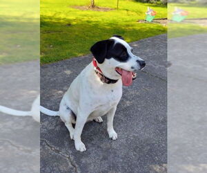Mutt Dogs for adoption in Bellevue, WA, USA