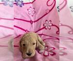 Small Photo #13 Poodle (Standard) Puppy For Sale in TAMPA, FL, USA