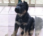 Small Photo #1 German Shepherd Dog Puppy For Sale in GREENVILLE, NC, USA