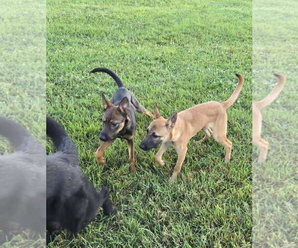 Medium Photo #14 German Shepherd Dog-Unknown Mix Puppy For Sale in Centreville, VA, USA