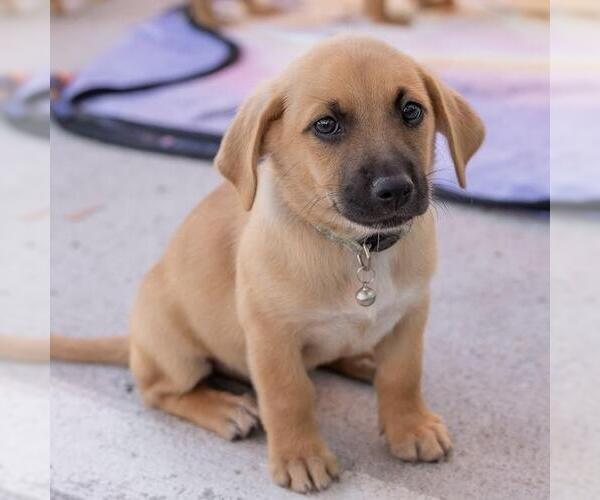 Medium Photo #3 Chihuahua-Unknown Mix Puppy For Sale in San Diego, CA, USA