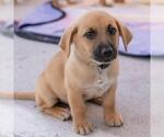 Small #2 Chihuahua Mix