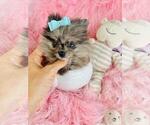 Small #25 Pomeranian