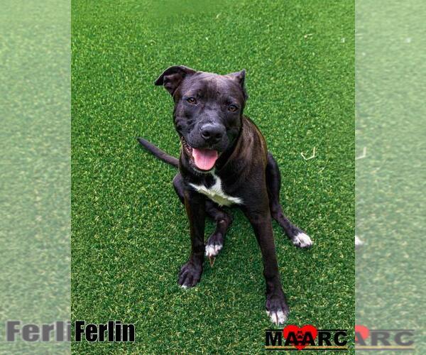 Medium Photo #4 Labrador Retriever-Unknown Mix Puppy For Sale in Maryville, TN, USA