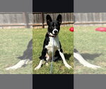 Teddy - Male Border Collie Dog for Adoption - Small photo