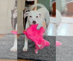 Small #19 Labrador Retriever Mix