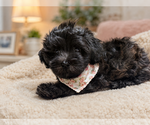 Small #1 ShihPoo