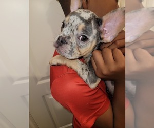 French Bulldog-Unknown Mix Puppy for sale in SAN BERNARDINO, CA, USA