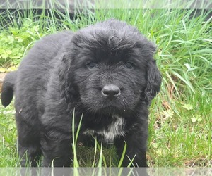Newfoundland Puppy for sale in GRAPEVIEW, WA, USA