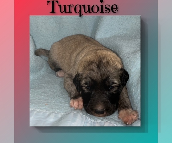 Medium Photo #8 Anatolian Shepherd Puppy For Sale in BROOKFIELD, MO, USA