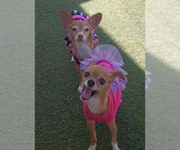 Medium Photo #2 Chihuahua-Unknown Mix Puppy For Sale in Tempe , AZ, USA