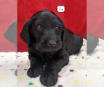 Puppy 1 Labradoodle