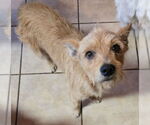Small Norfolk Terrier Mix