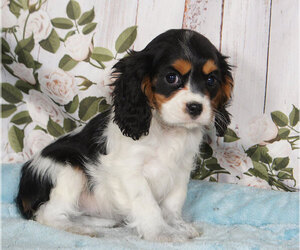 Cavalier King Charles Spaniel Puppy for sale in PENNS CREEK, PA, USA