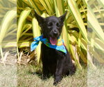 Small #1 Schipperke Mix