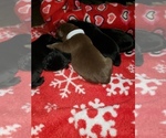 Small Photo #12 Labrador Retriever Puppy For Sale in CLARKSVILLE, TN, USA