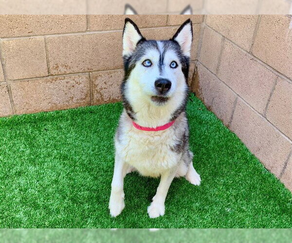 Medium Photo #1 Siberian Husky-Unknown Mix Puppy For Sale in Moreno Valley, CA, USA