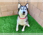 Small Siberian Husky Mix