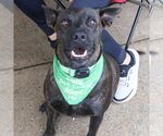 Small Photo #4 Labrador Retriever-Unknown Mix Puppy For Sale in Washington, DC, USA