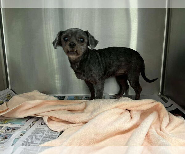 Medium Photo #2 Mutt Puppy For Sale in New York, NY, USA