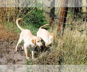 Medium Labrador Retriever